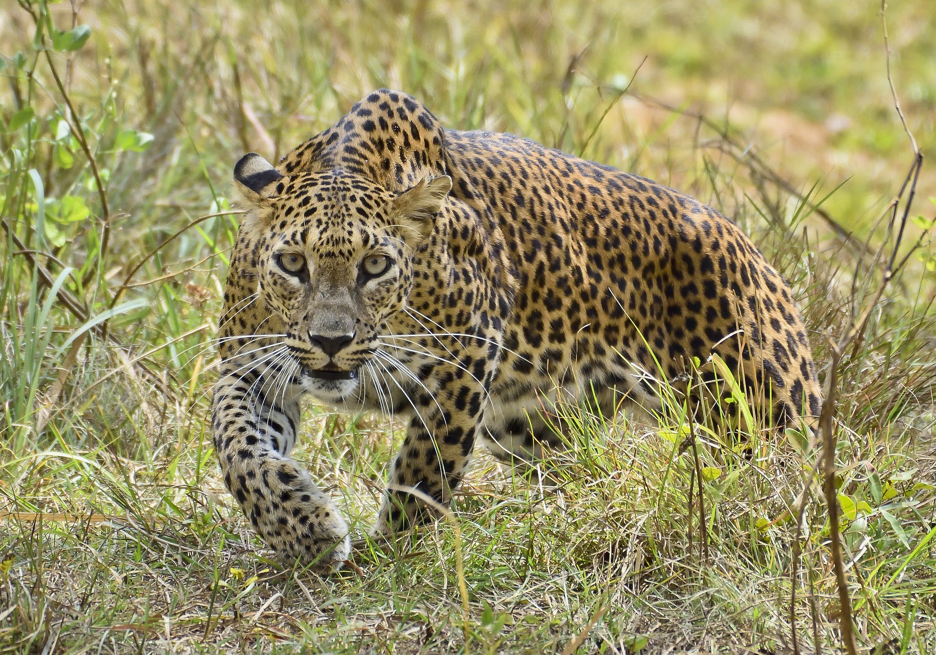 Sri Lanka_10